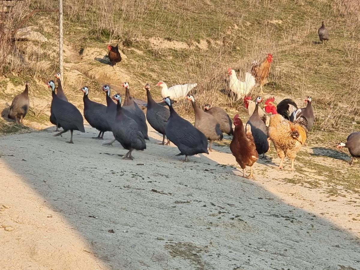 Agriturismo Caperroni Pescopagano Екстериор снимка